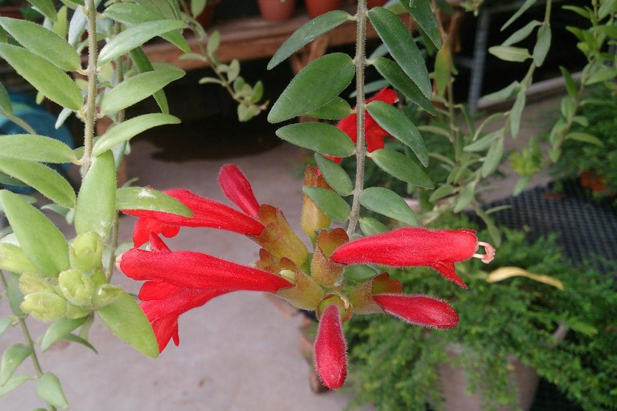 Ilustrasi lipstick plant
