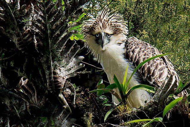 potret burung philippine eagle