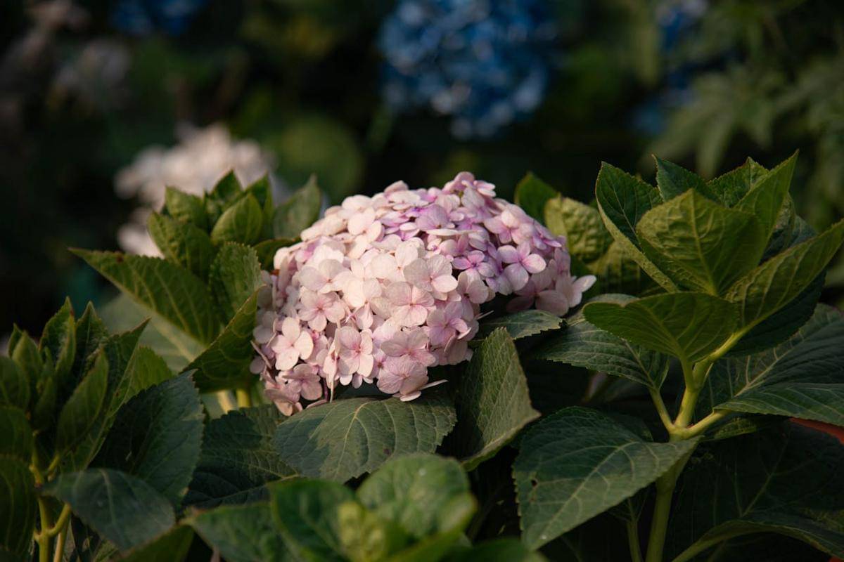 ilustrasi hydrangea