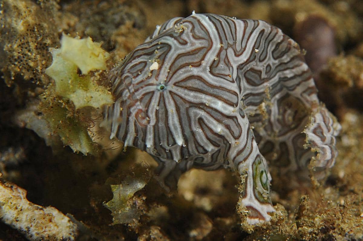 Ikan kodok psychedelic 