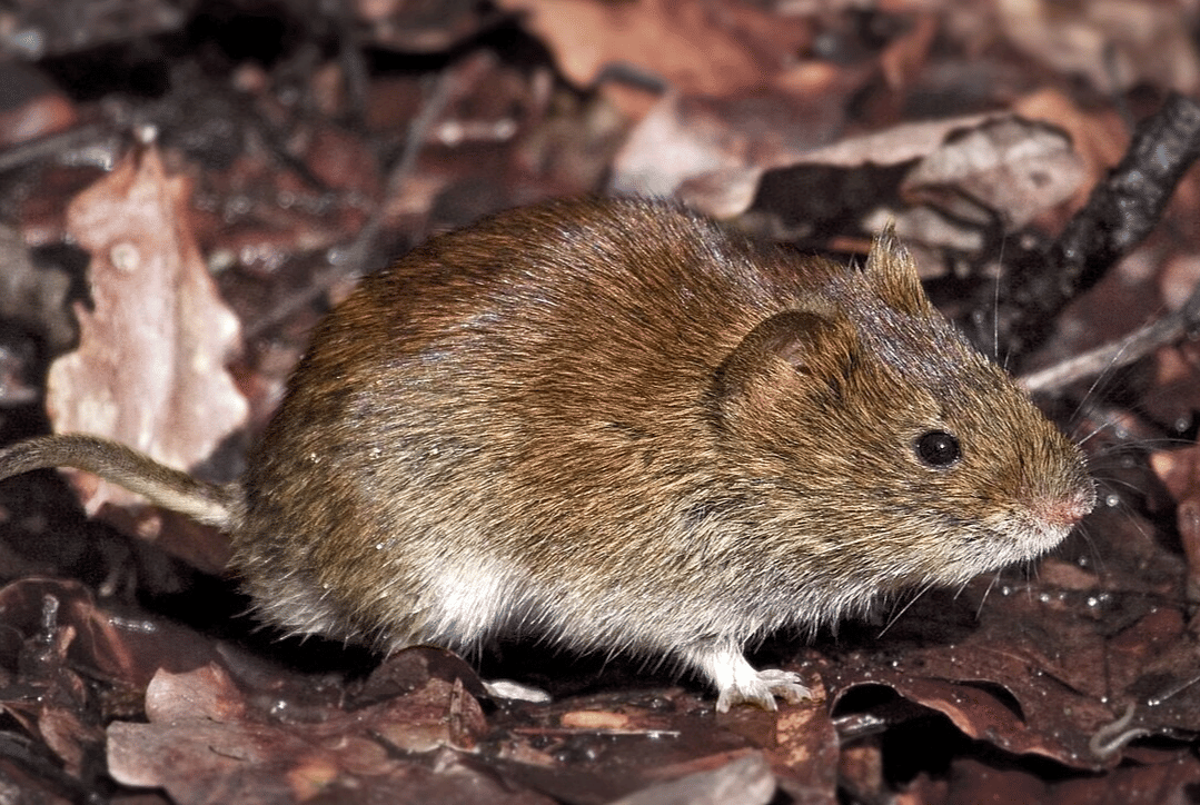 bank vole