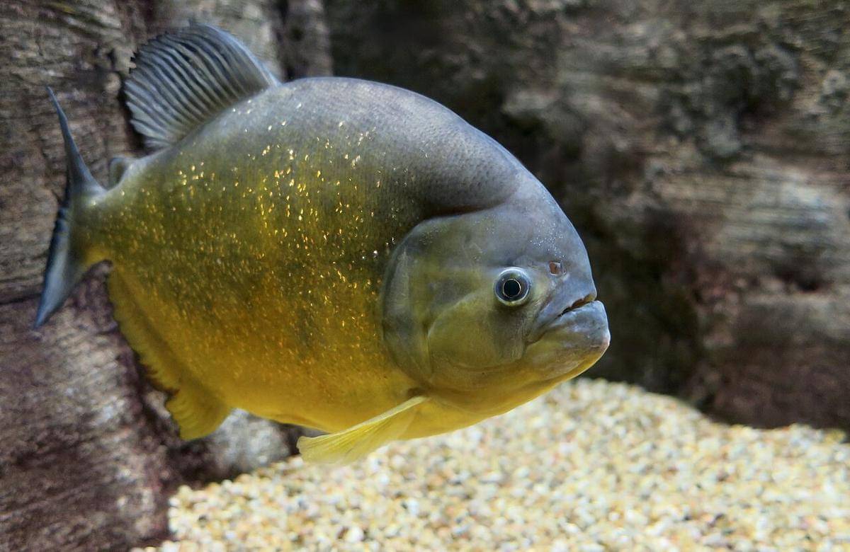 ikan piranha