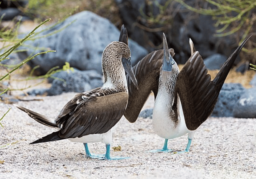 potret burung blue footed booby