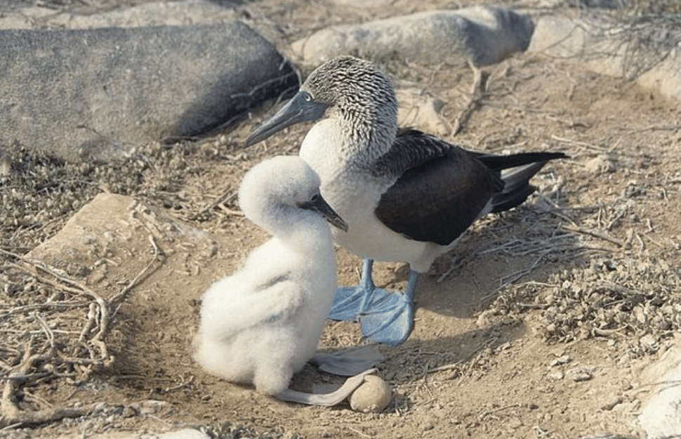 potret burung blue footed booby
