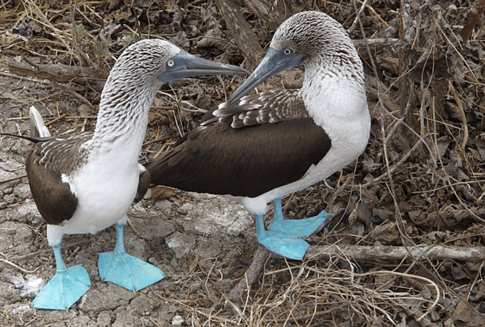 potret burung blue footed booby