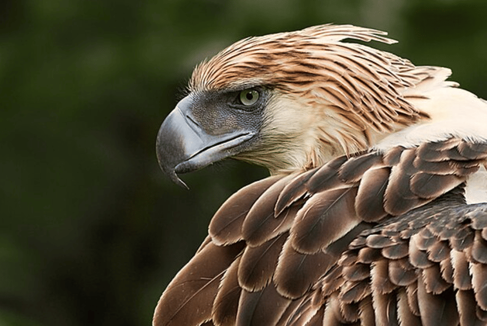 potret burung philippine eagle