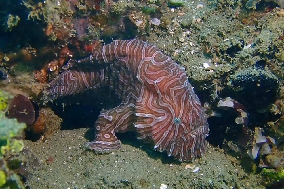 Ikan kodok psychedelic 