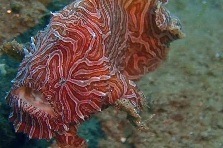 Ikan kodok psychedelic 