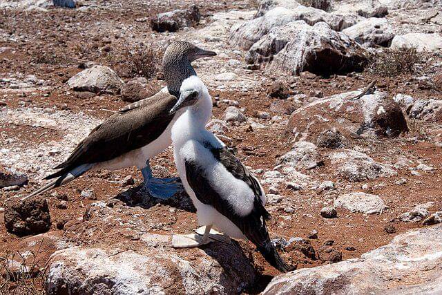 potret burung blue footed booby