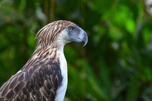 potret burung philippine eagle