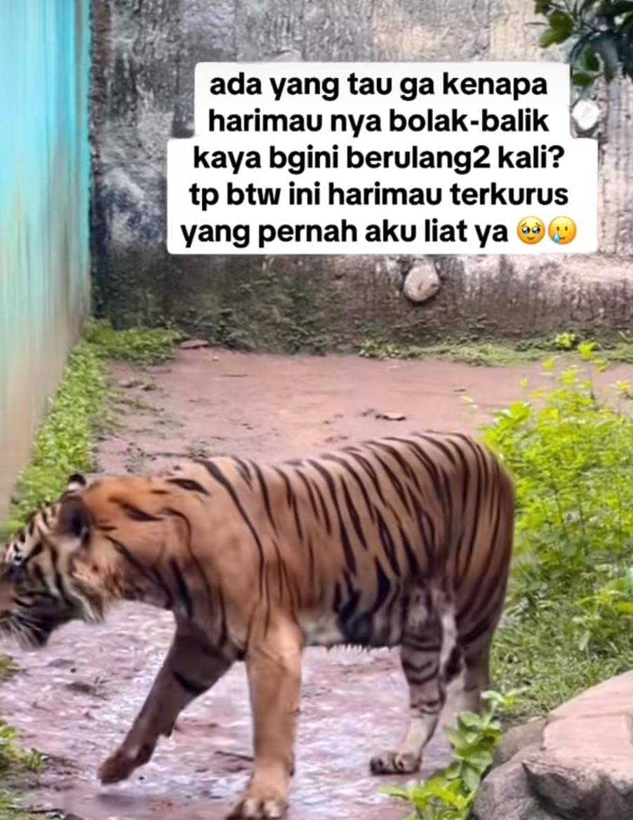 Harimau ragunan