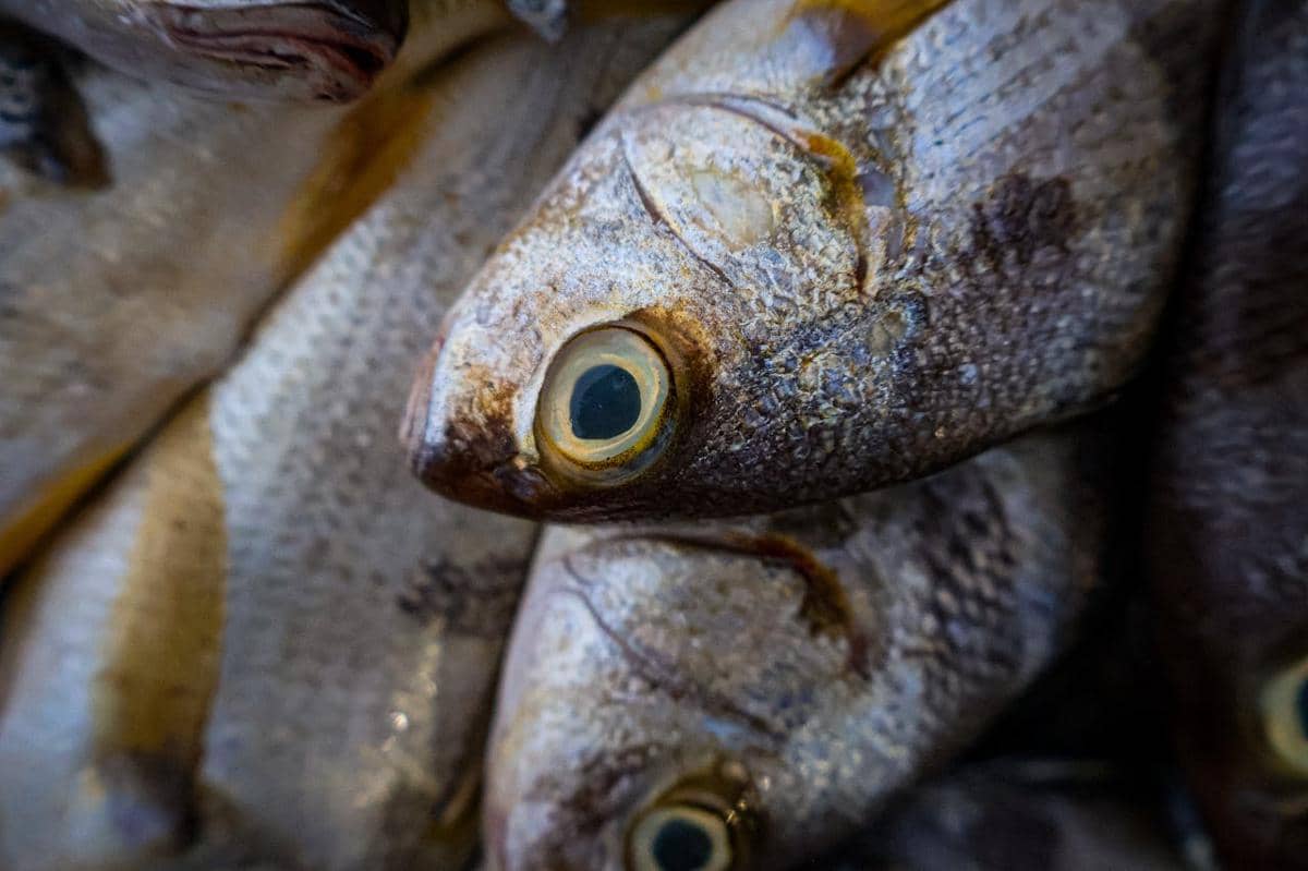 Potret kondisi mata ikan bandeng yang segar