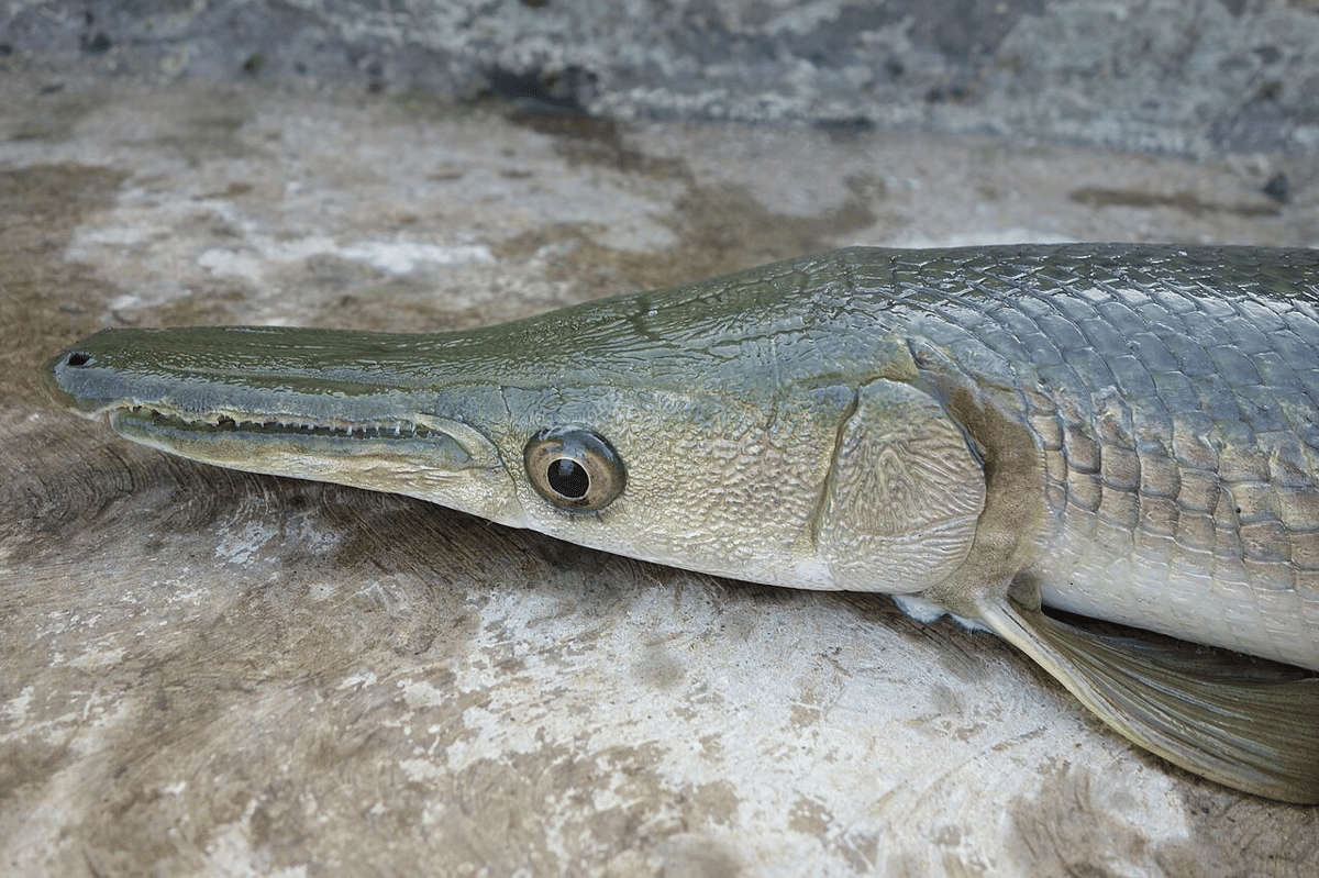 ikan gar