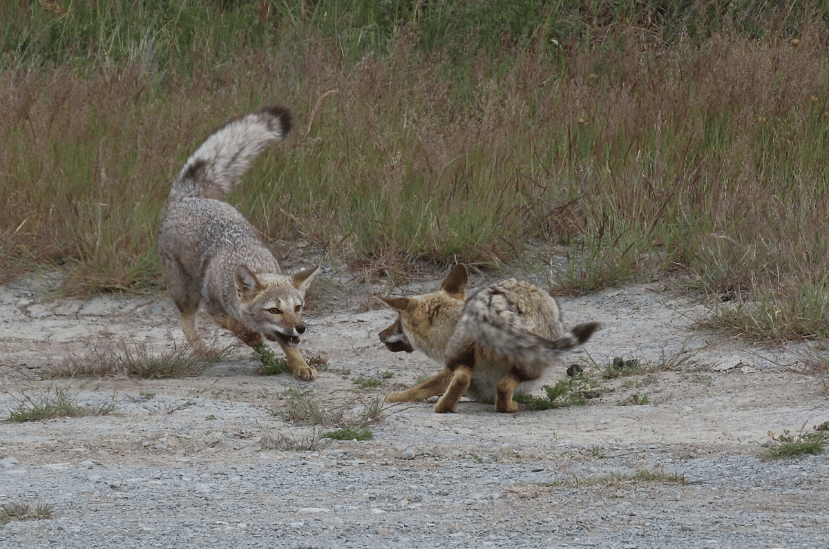 rubah kelabu amerika selatan