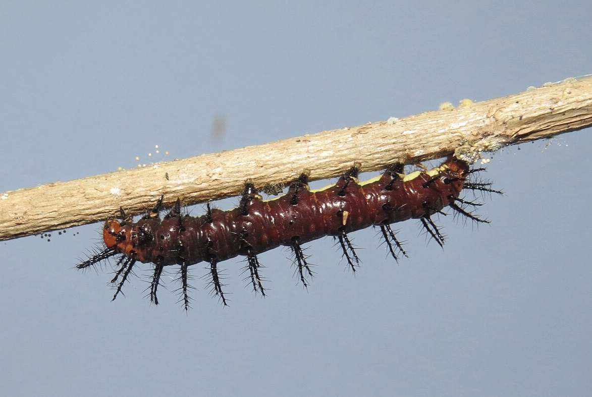 larva tawny coster
