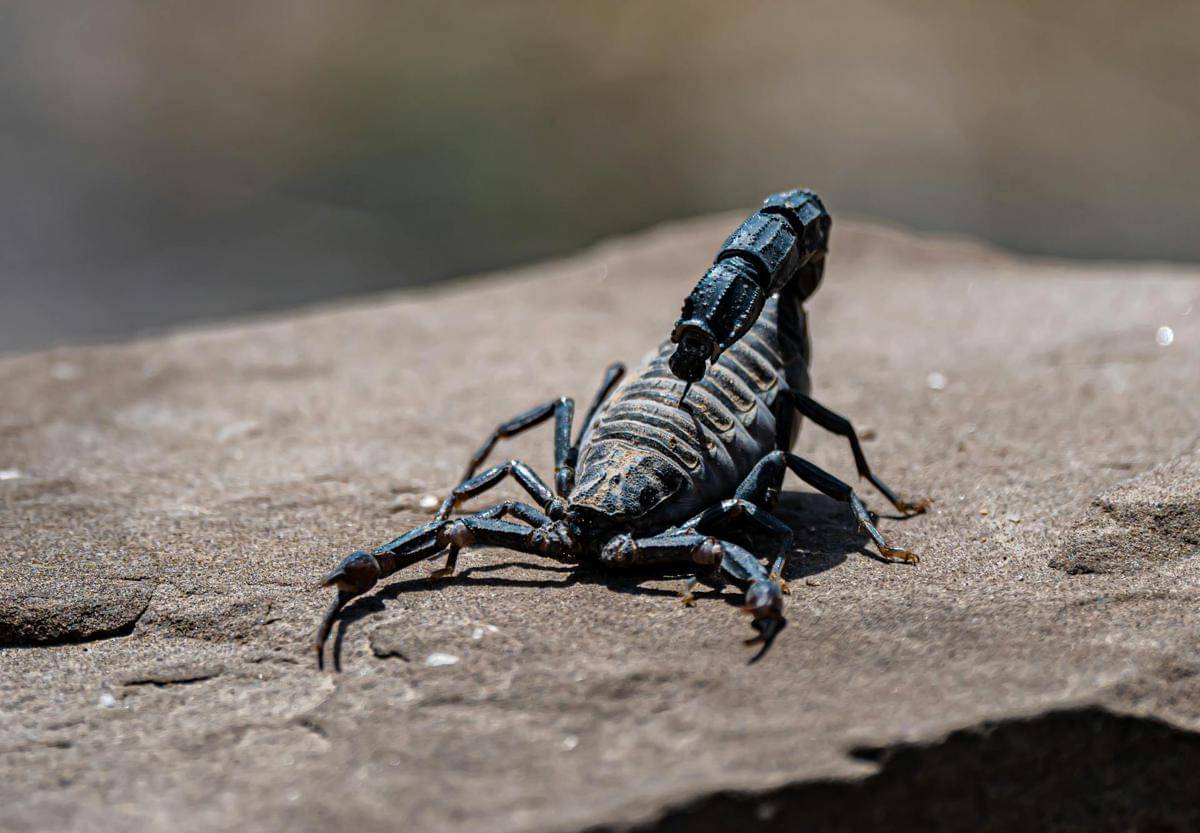 ilustrasi kalajengking