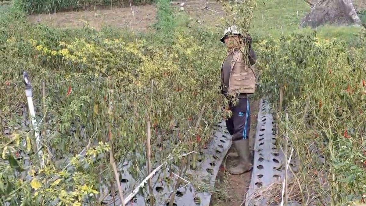 Diserang patek, petani di desa Genilangit Poncol terpaksa babat tanamam cabainya. IDN Times/Riyanto.