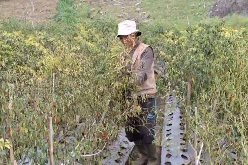 Terserang patek, petani cabai di desa Genilangit Poncol terpaksa membabat tanaman cabainya. IDN Times/Riyanto.