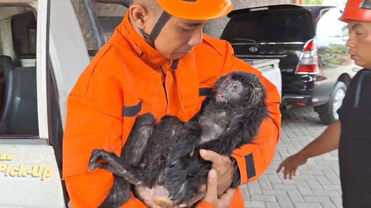 Lutung Jawa kritis, tersengat listrik tegangan tinggi di Desa Ngawi Purba, Kecamatan Ngawi, Kabupaten Ngawi,. IDN Times/BPBD Ngawi.