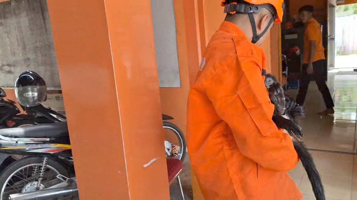 Lutung Jawa kritis, tersengat listrik tegangan tinggi di Desa Ngawi Purba, Kecamatan Ngawi, Kabupaten Ngawi,. IDN Times/BPBD Ngawi.