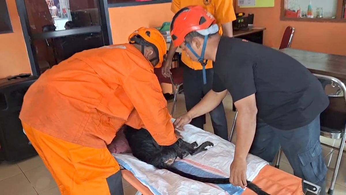 Lutung Jawa kritis, tersengat listrik tegangan tinggi di Desa Ngawi Purba, Kecamatan Ngawi, Kabupaten Ngawi,. IDN Times/BPBD Ngawi.