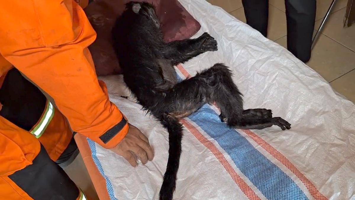 Lutung Jawa kritis, tersengat listrik tegangan tinggi di Desa Ngawi Purba, Kecamatan Ngawi, Kabupaten Ngawi,. IDN Times/BPBD Ngawi.