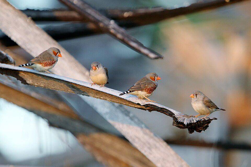 pipit loreng sunda di Pulau Sumba, NTT