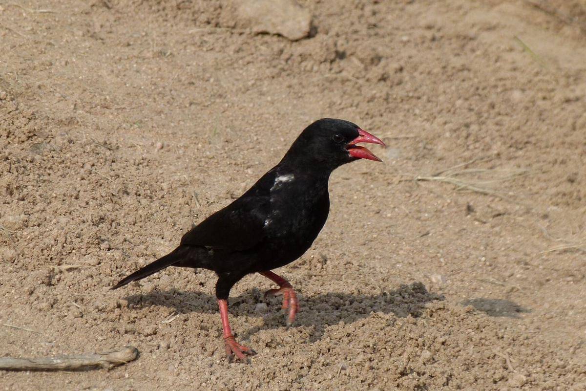 Burung Manyar Kerbau Paruh Merah
