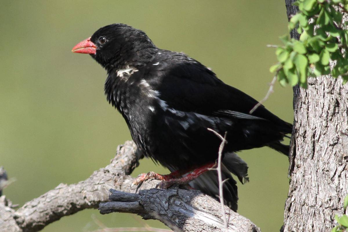 Burung Manyar Kerbau Paruh Merah