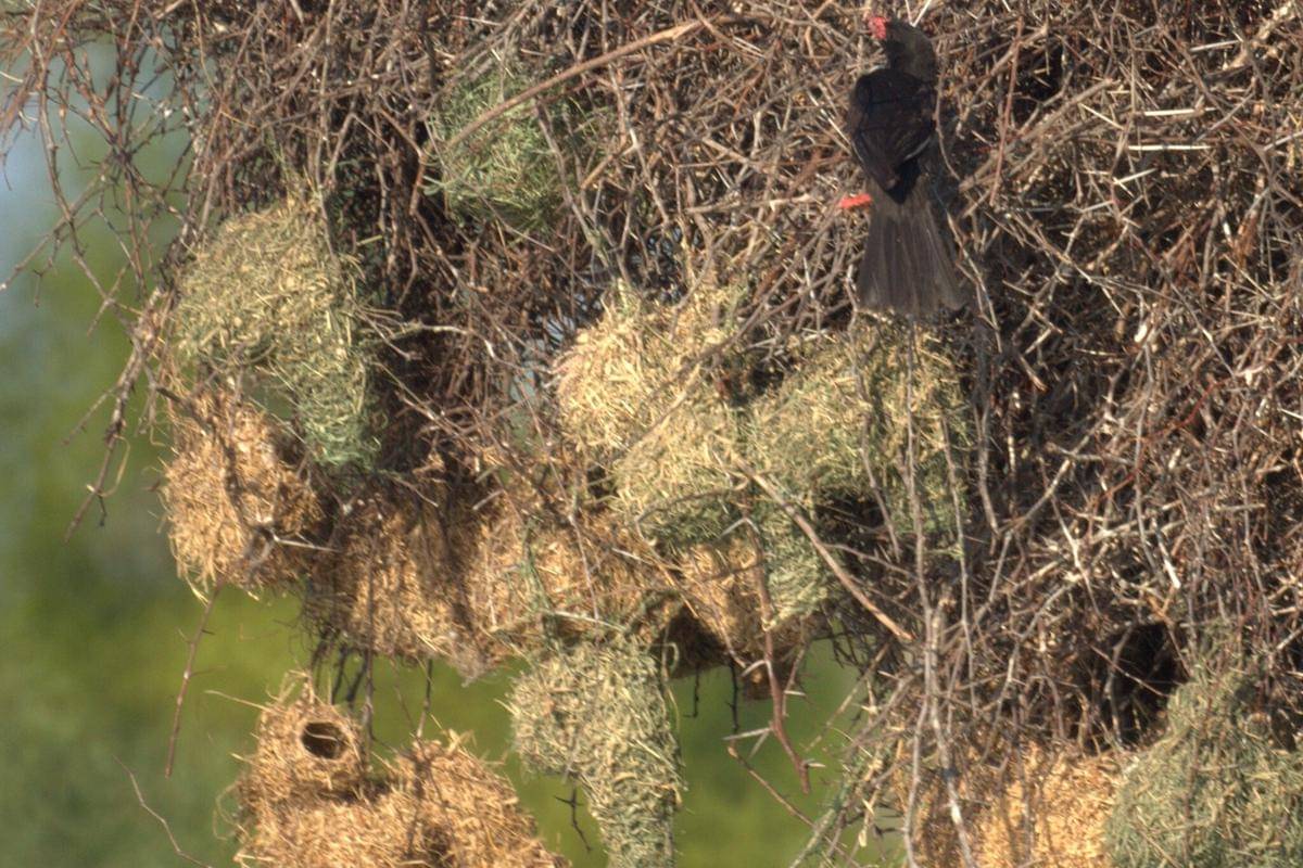 Sarang Burung Manyar Kerbau Paruh Merah