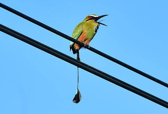 potret burung turquoise browed motmot 