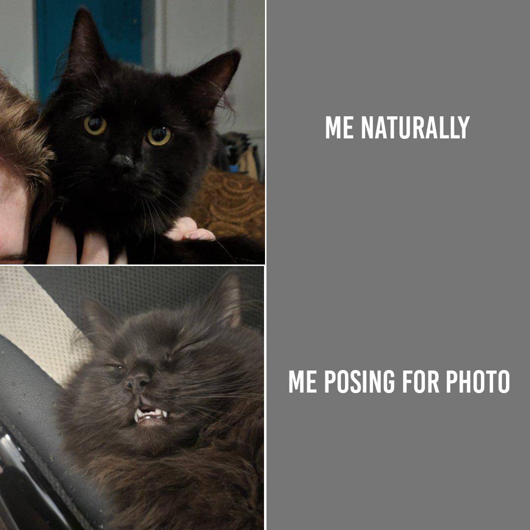 meme kucing pose kocak