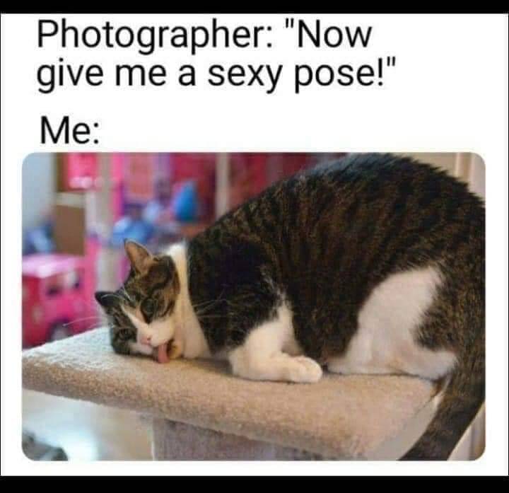 meme kucing pose kocak