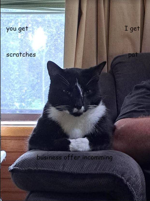 meme kucing pose kocak