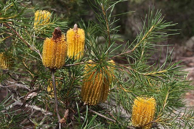 Bunga Banksia