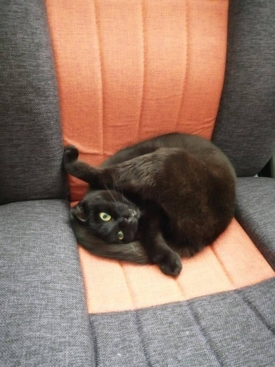 meme kucing pose kocak