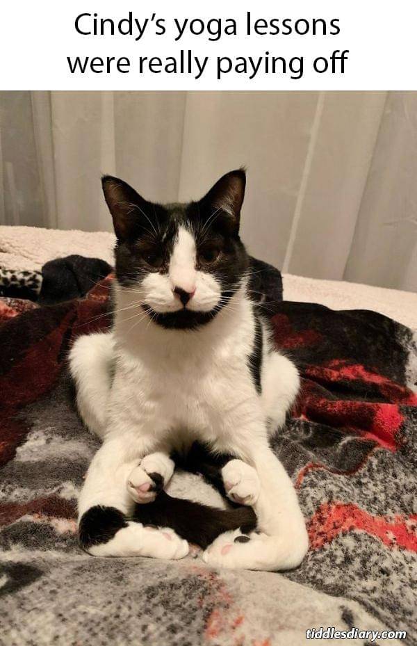 meme kucing pose kocak