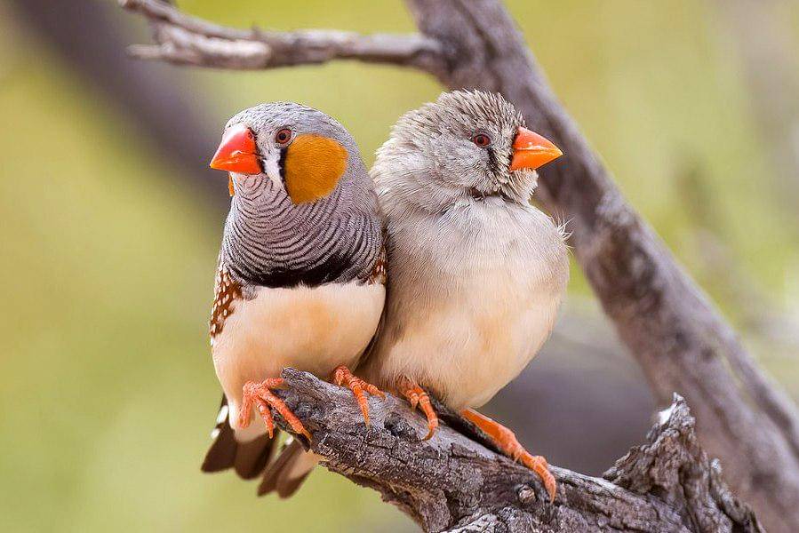 sepasang pipit loreng