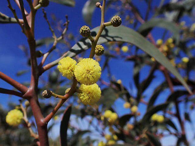Bunga Golden Wattle