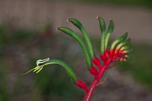 Bunga Kangaroo Paw