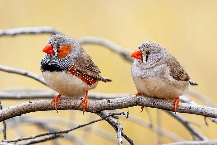 sepasang pipit loreng