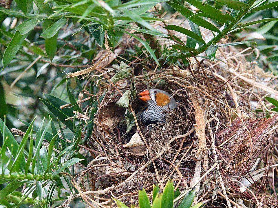 Pipit loreng berlindung di dalam sarang.