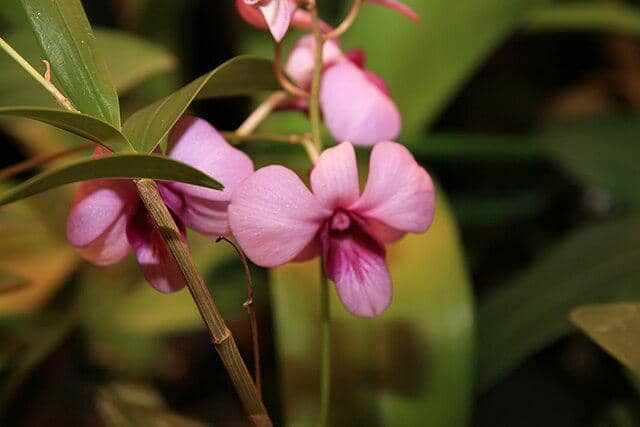 Bunga Pink Rock Orchid 
