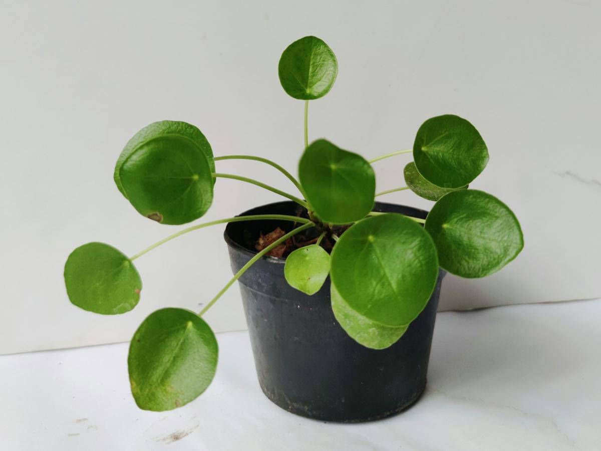 Pilea peperomioides