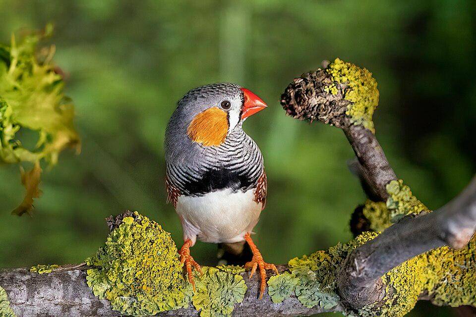 tampak dekat pipit loreng