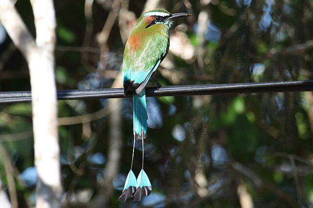 potret burung turquoise browed motmot