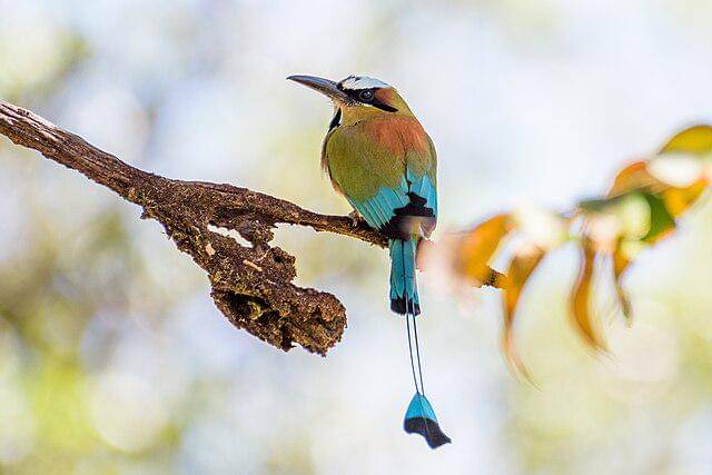 potret burung turquoise browed motmot