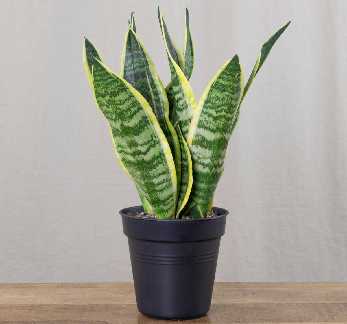 ilustrasi lidah mertua