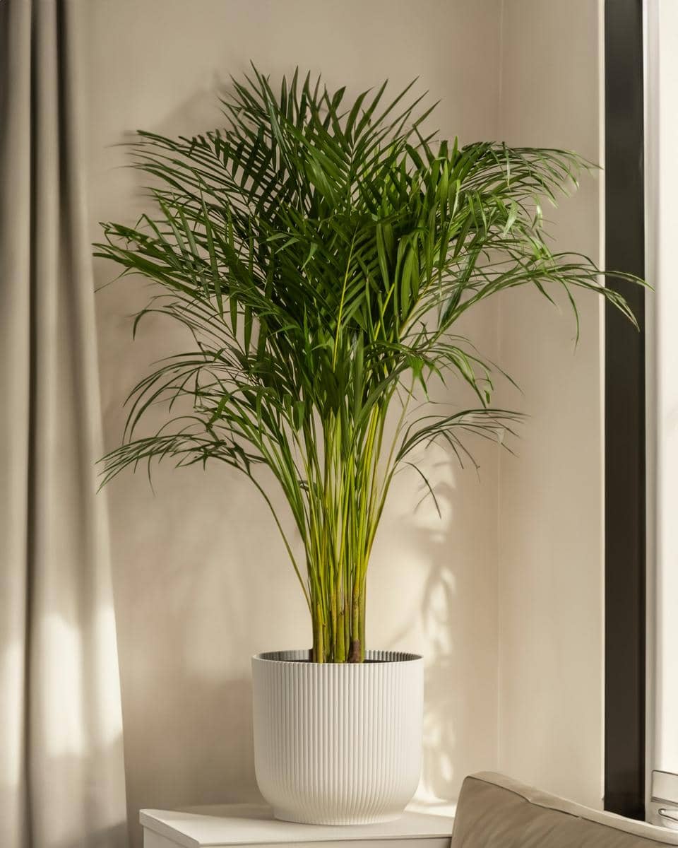 ilustrasi areca palm