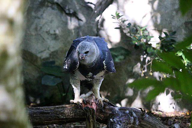 potret burung harpy eagle